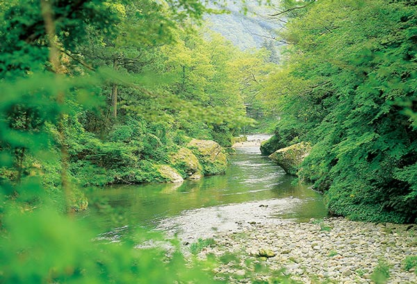 山中温泉の人気観光スポットのご案内 お花見久兵衛 公式サイト
